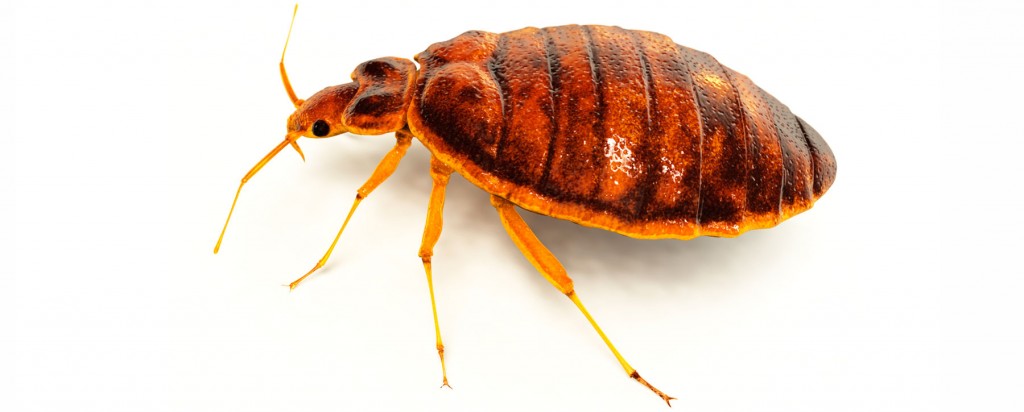 Bedbug control from 911 Pest Solutions