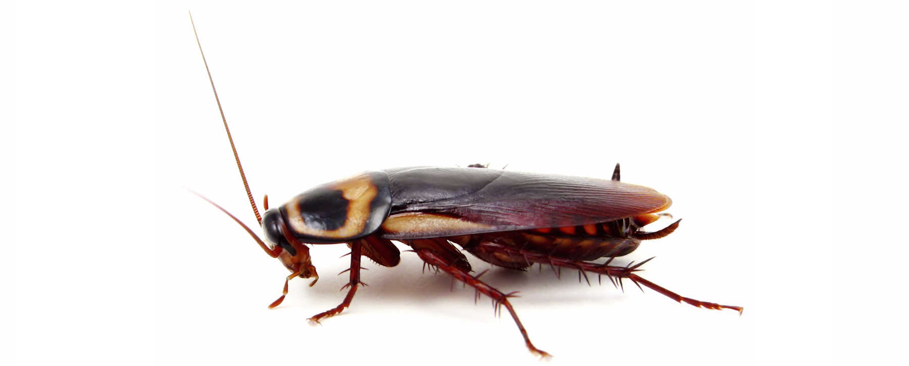 Cockroach control from 911 Pest Solutions