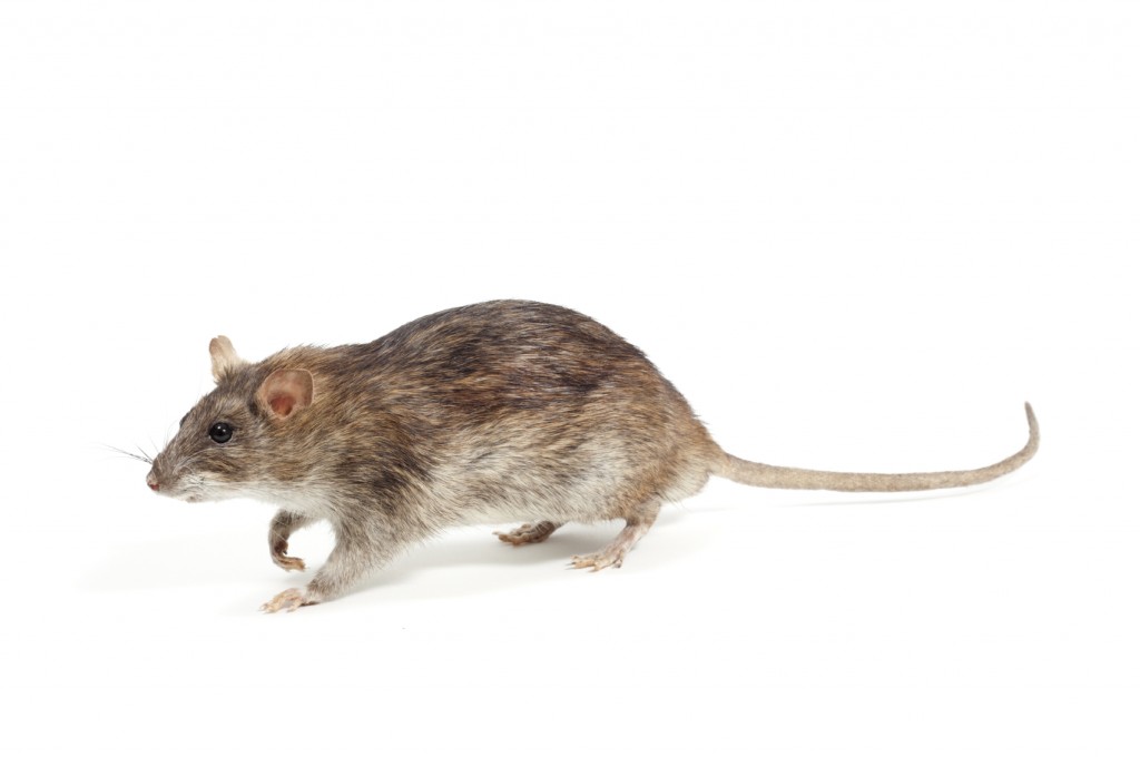 rat and mice control 911 pest solutions