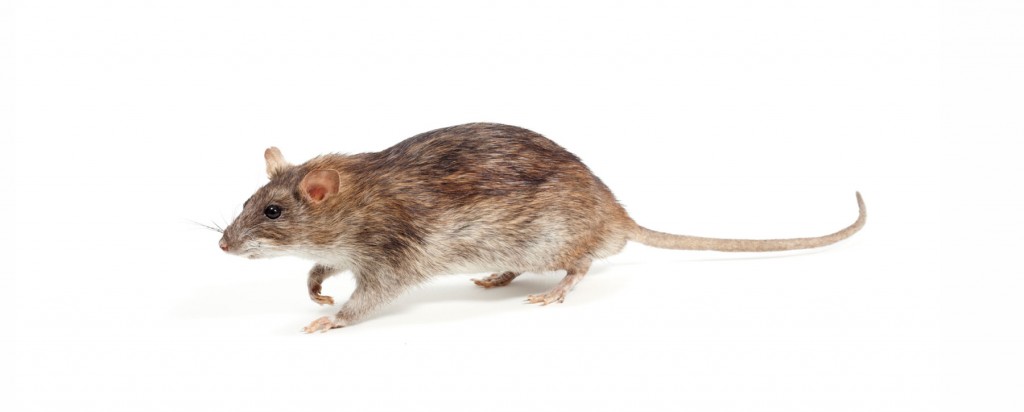 Rodent control from 911 Pest Solutions